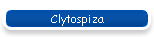 Clytospiza